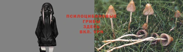 apvp Алзамай